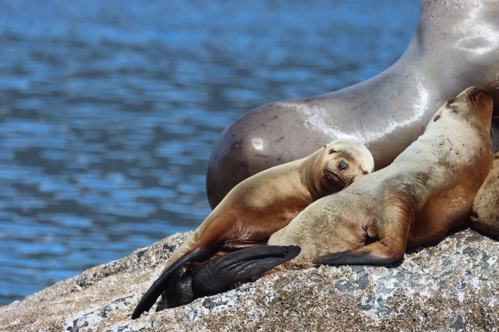 A sea lion pup snuggles against a larger member of its raft.